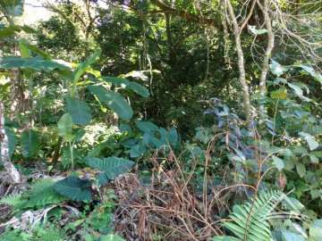 Terreno Residencial à venda em Santo Aleixo, Rio de Janeiro - RJ