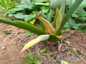 Terreno Residencial à venda em Mosela, Petrópolis - RJ