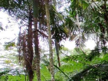 Terreno Residencial à venda em Prata, Teresópolis - RJ